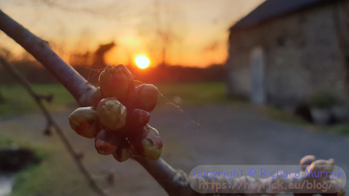 Sunset and soon Sakura