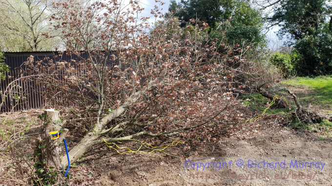 Tree, down