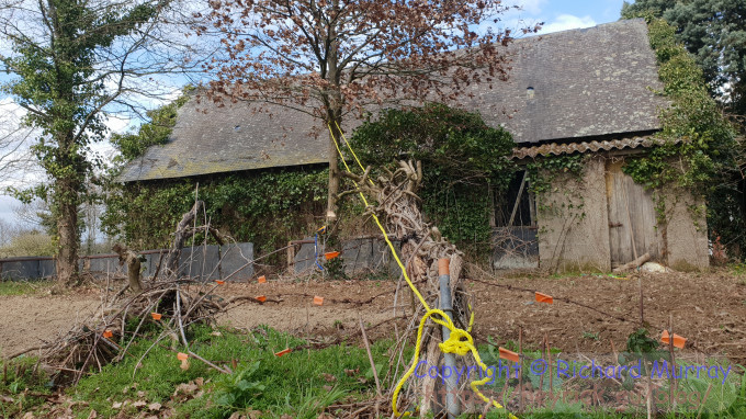 Tree, in the process of being cut down