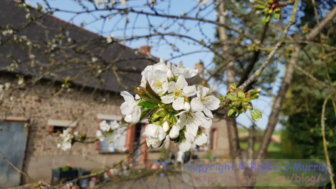 Cherry blossom