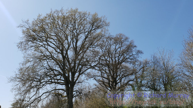 Oaks starting to greenify