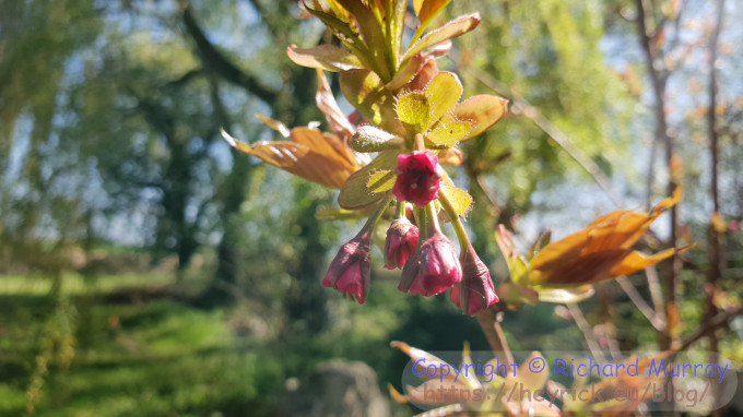 Ornamental cherry