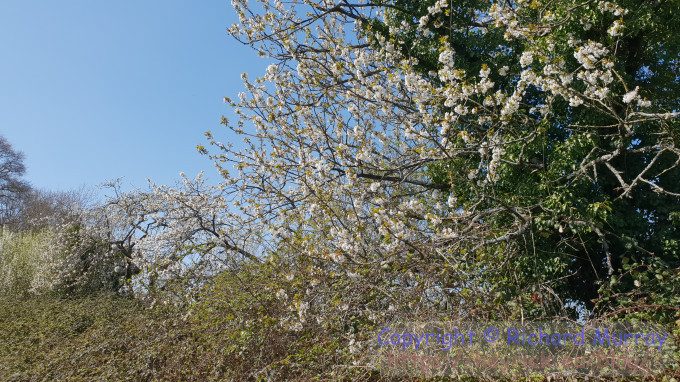 Boundary cherries