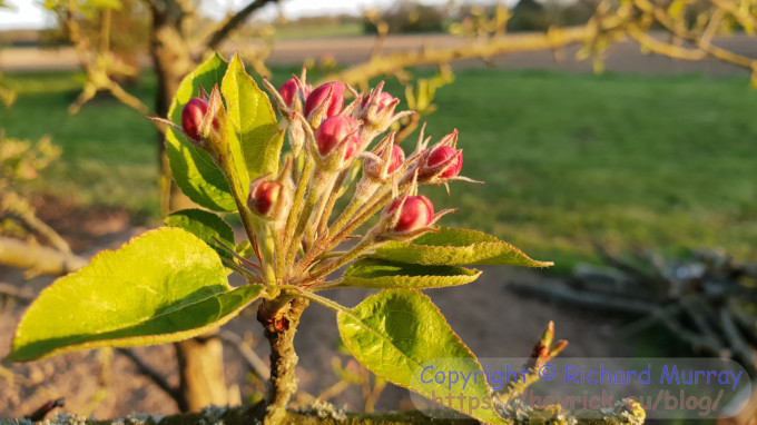 GC-161 apple flowers