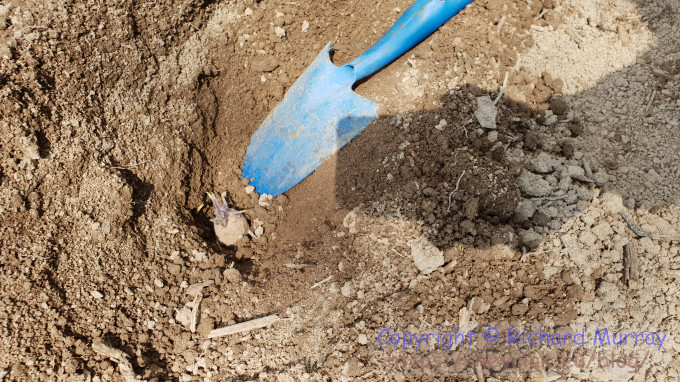 Planting potatoes