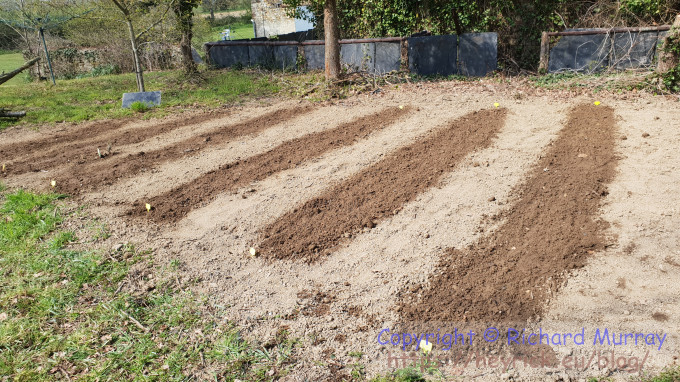 Potato patch