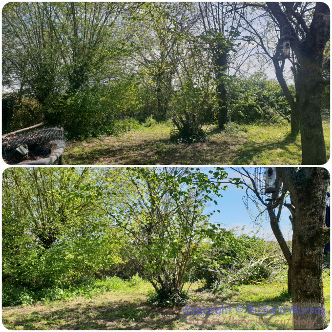 An unwanted willow is felled, for the second time.