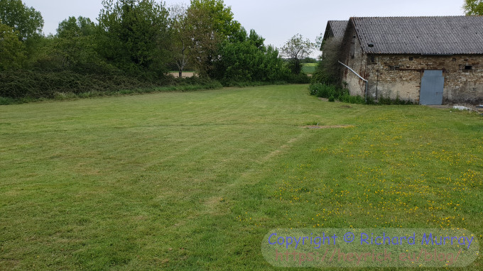 Mown grass and buttercups