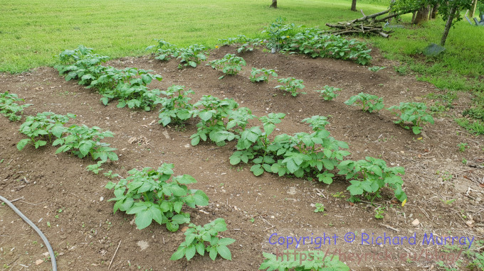 The potato patch