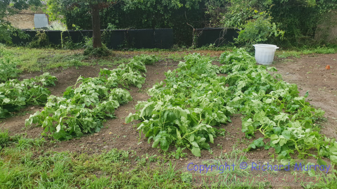 Flattened potatoes