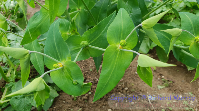 Weird flowers? of the Euphorbia