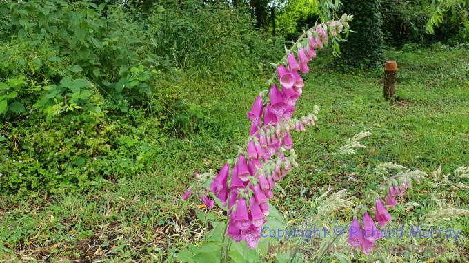 Foxglove