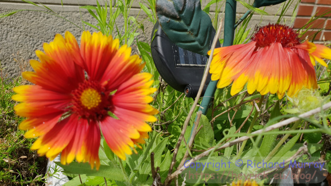 Gaillardia aristata (great blanket flower)