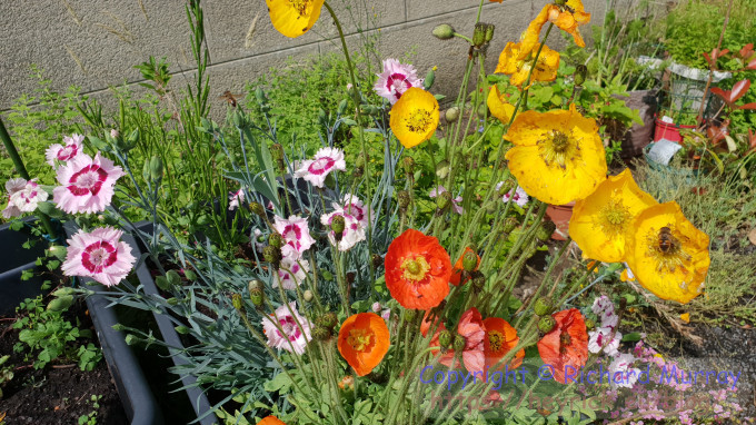 Iceland Poppy and Dianthus