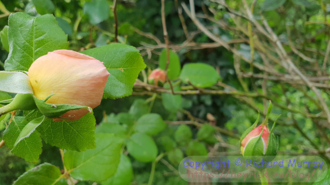 Mom's favourite scented rose