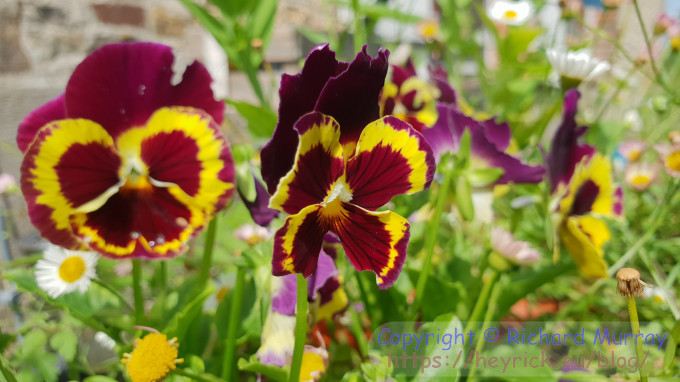 Pansy