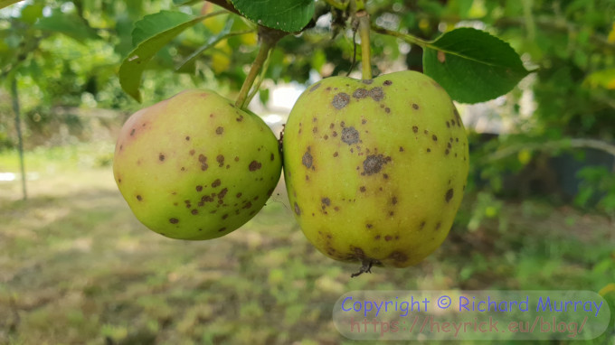 Pleasant looking apples