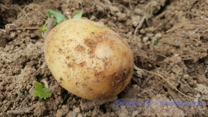 Brown spots on the potato