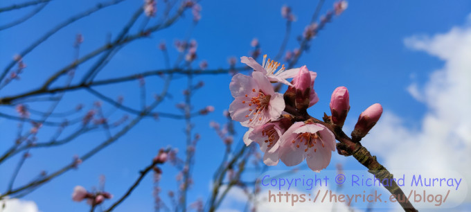 Sweet almond blossom