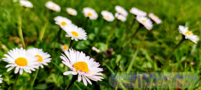 Daisies