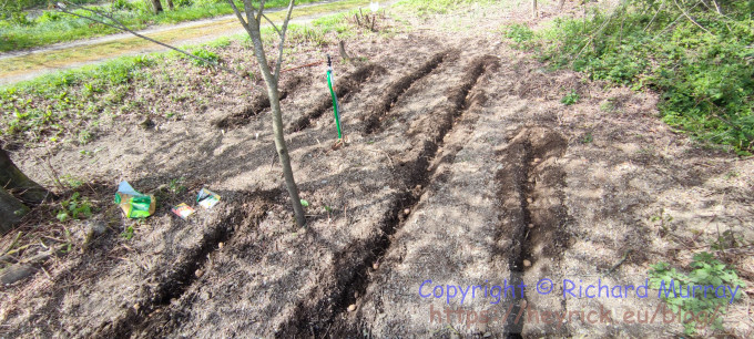 Sowing the potatoes