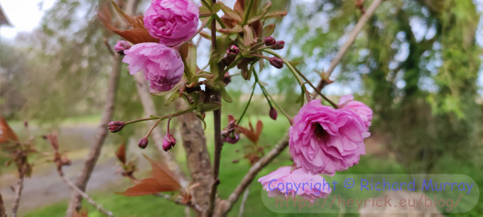 Cherry blossom starting