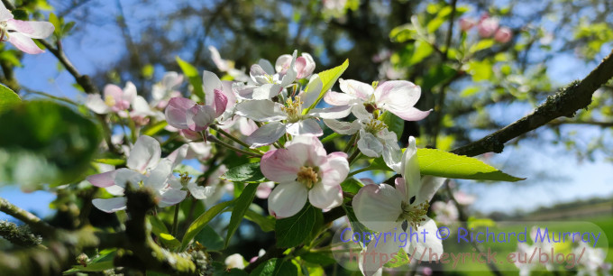 Apple flowers