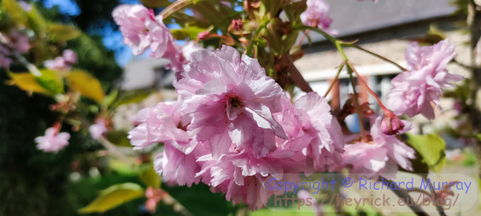 Pink cherry flowers