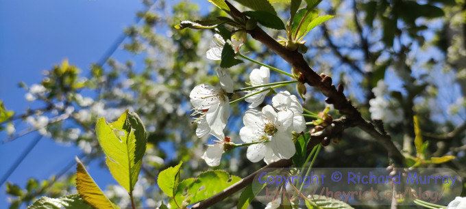 White cherry flowers