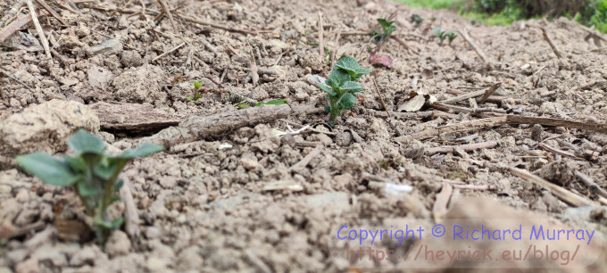 Potatoes starting life