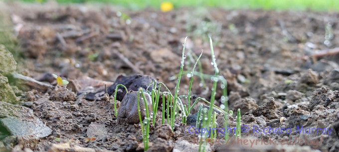 The leeks are starting