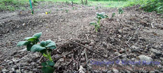 One of many photos you'll see of my potato plants