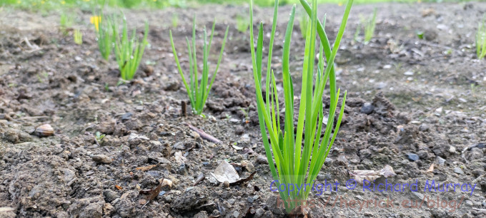 Shallots