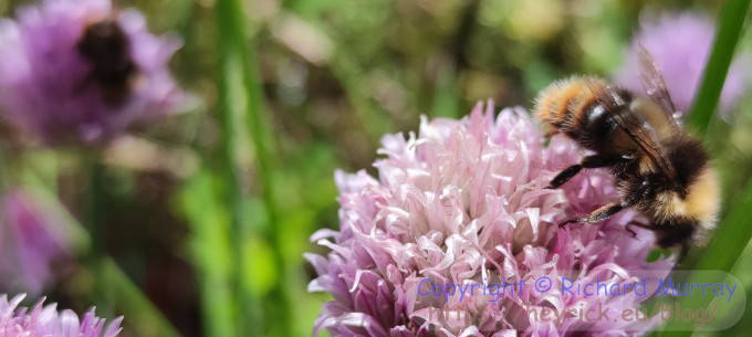 Chives