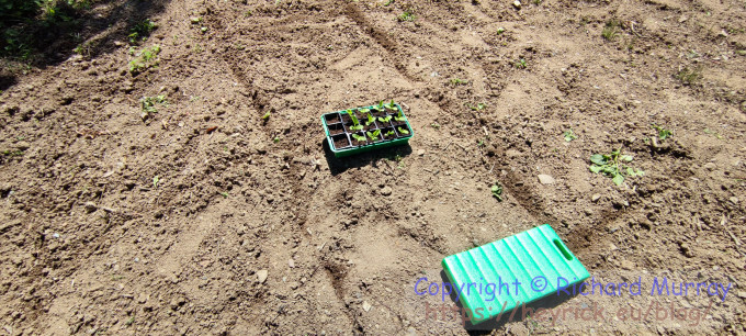 Planting my melons