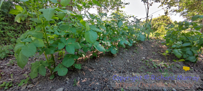 Bintje potatoes