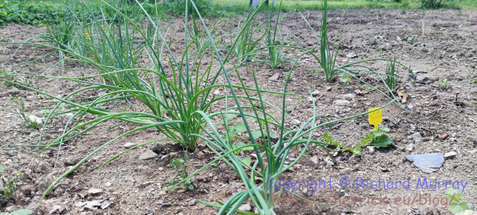 Shallots