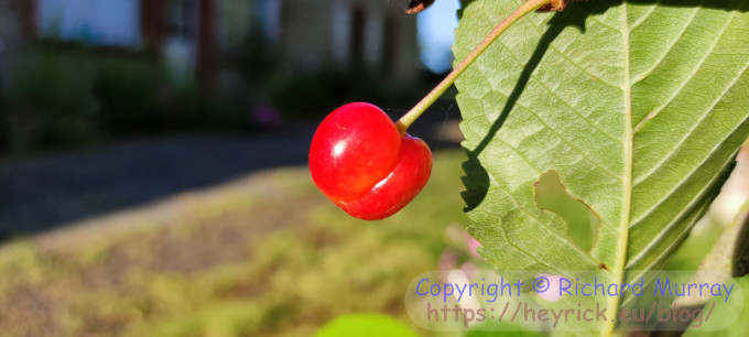 A cherry