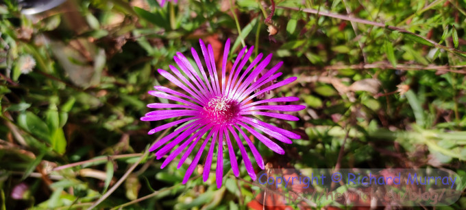 Iceplant flower