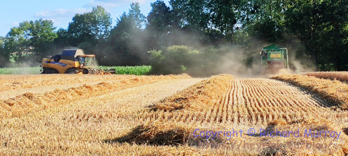 Bringing in the harvest