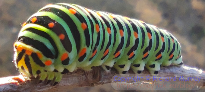 Swallowtail caterpillar