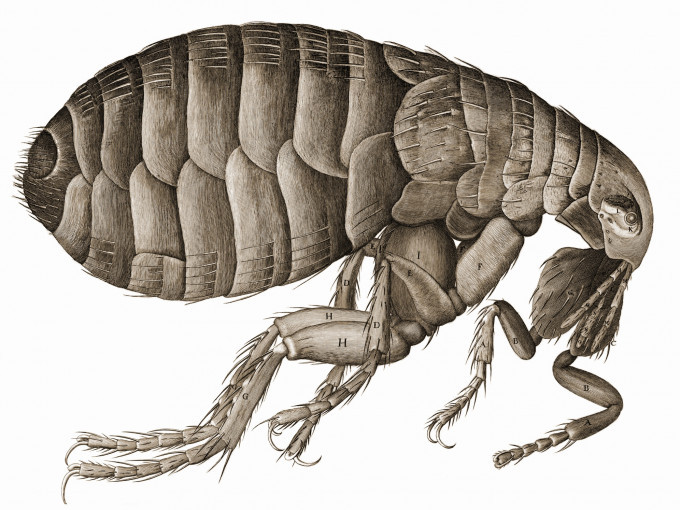 A drawing of a flea