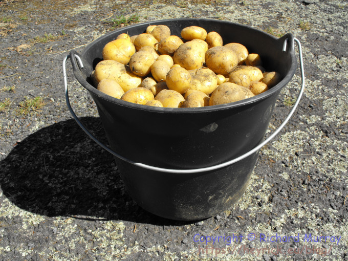 A whole bucket of spuds