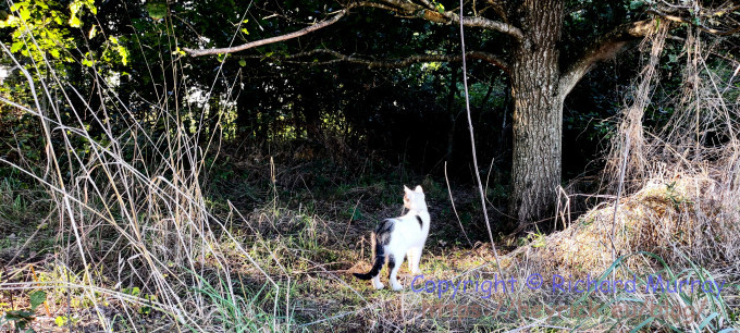 A magical forest has sprung up