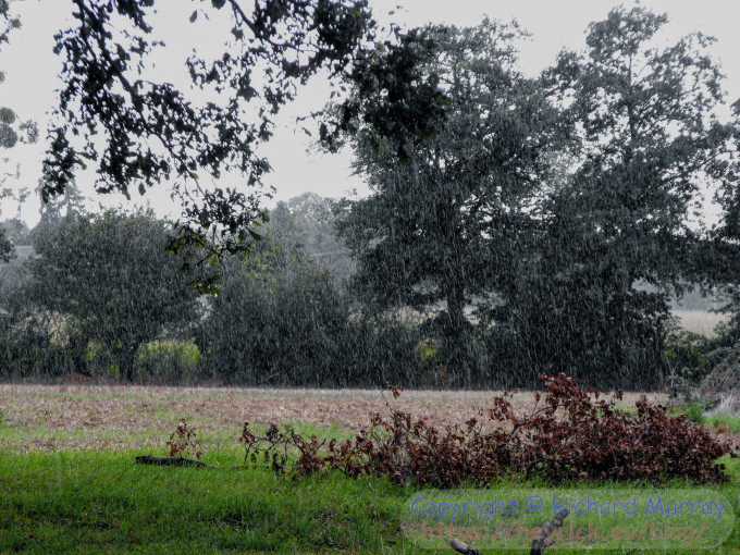 Tears in rain.