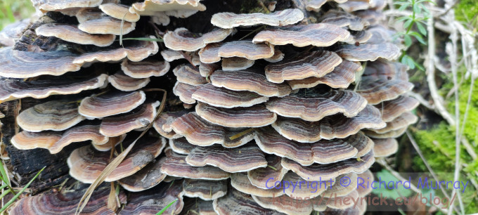 Fungi on a dead log