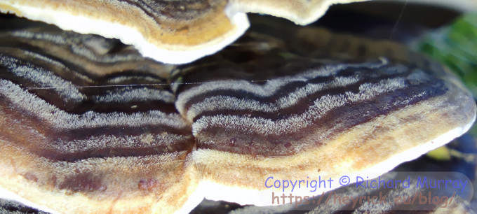 Fungi on a dead log