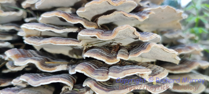 Fungi on a dead log