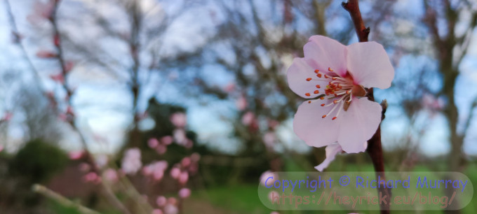 ~Sweet almond in flower