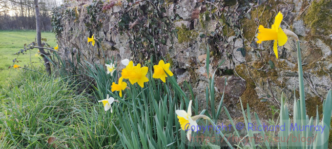 ~Daffodils by the wall